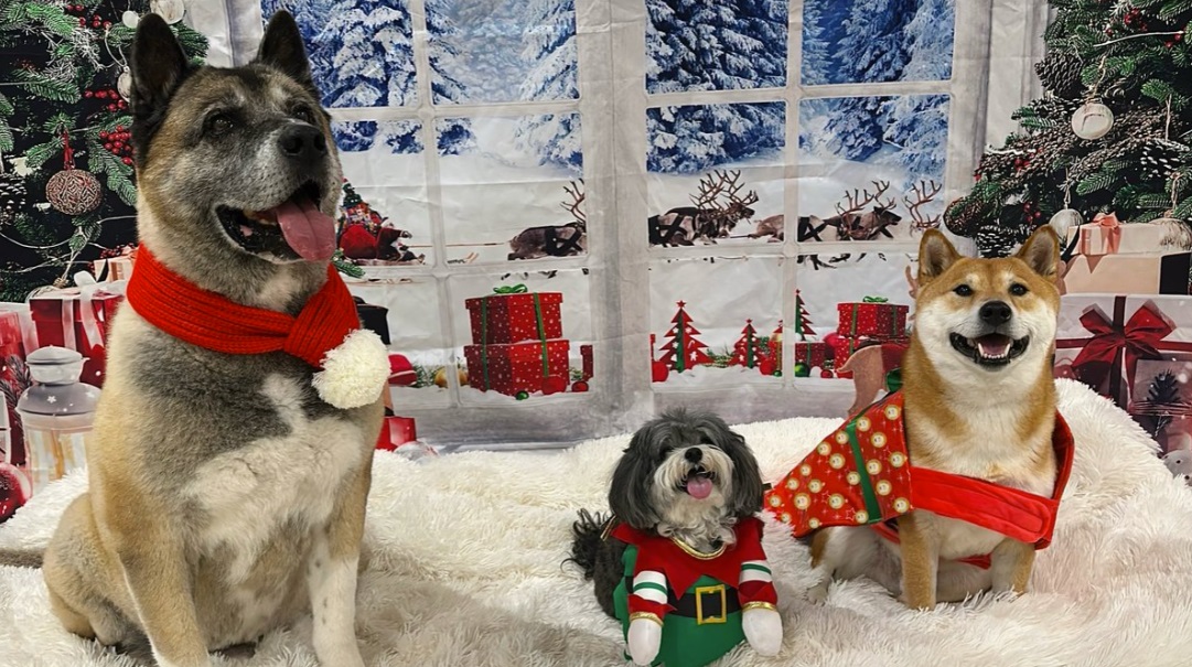 Gatsby, Elon’s big rescue dog, with the pack in Christmas scarves